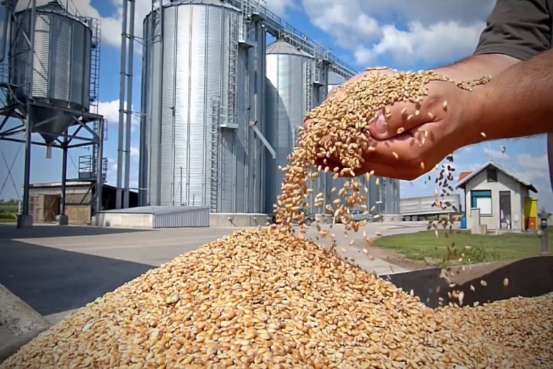 24 ноября в госфонд было закуплено 52,38 тысячи тонн зерна